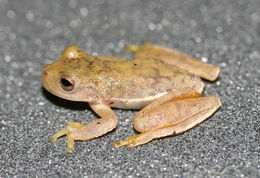 Image of Bromeliad Treefrog