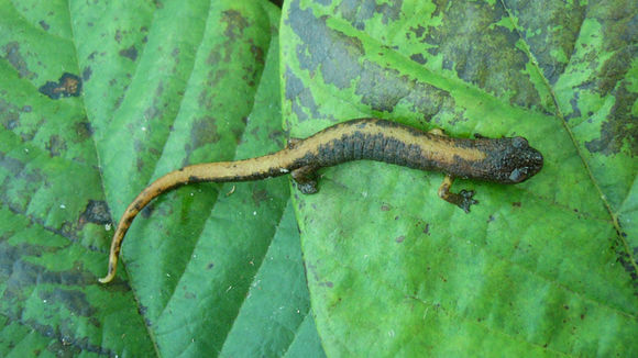 Image of Gómez's Web-footed Salamander