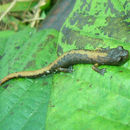 Image of Gómez's Web-footed Salamander