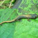 صورة Bolitoglossa gomezi Wake, Savage & Hanken 2007