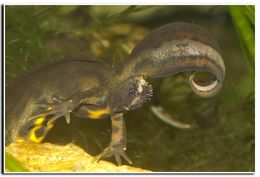 Image of Italian crested newt