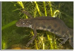 Image of Italian crested newt