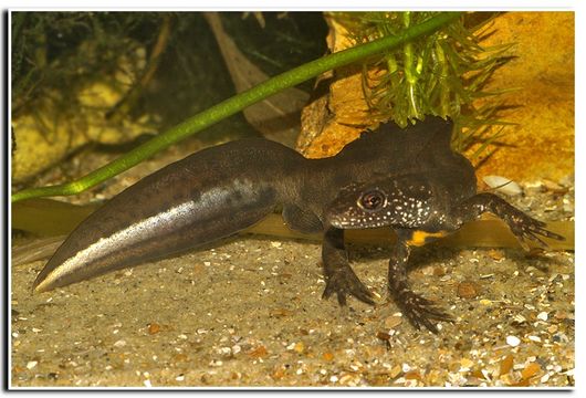 Image of Italian crested newt