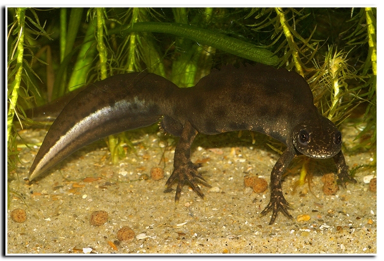 Image of Italian crested newt