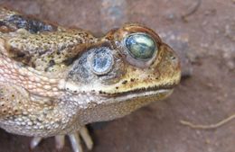 Image de <i>Rhinella schneideri</i>