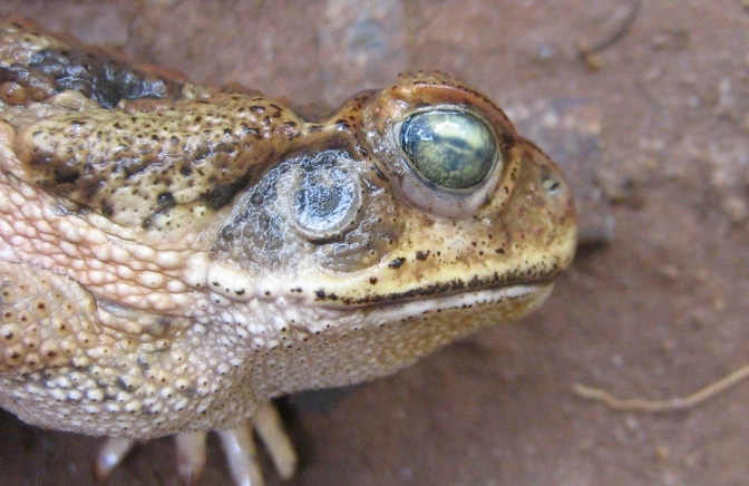 Image of cururu toad