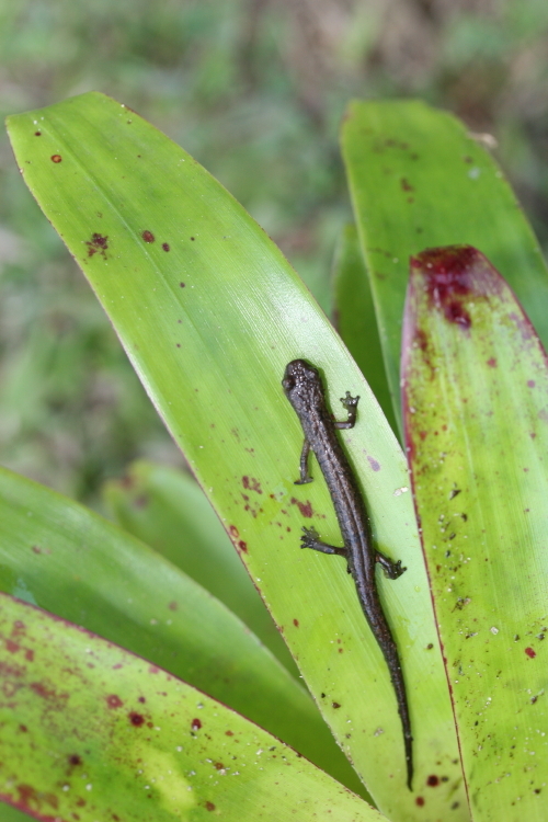 Dendrotriton xolocalcae (Taylor 1941)的圖片