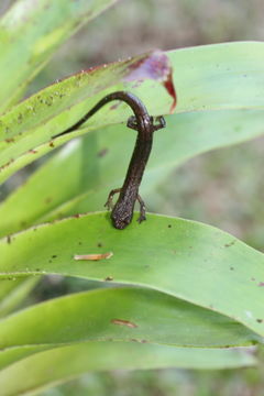 Слика од Dendrotriton xolocalcae (Taylor 1941)