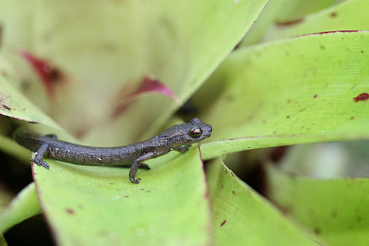 Dendrotriton xolocalcae (Taylor 1941)的圖片