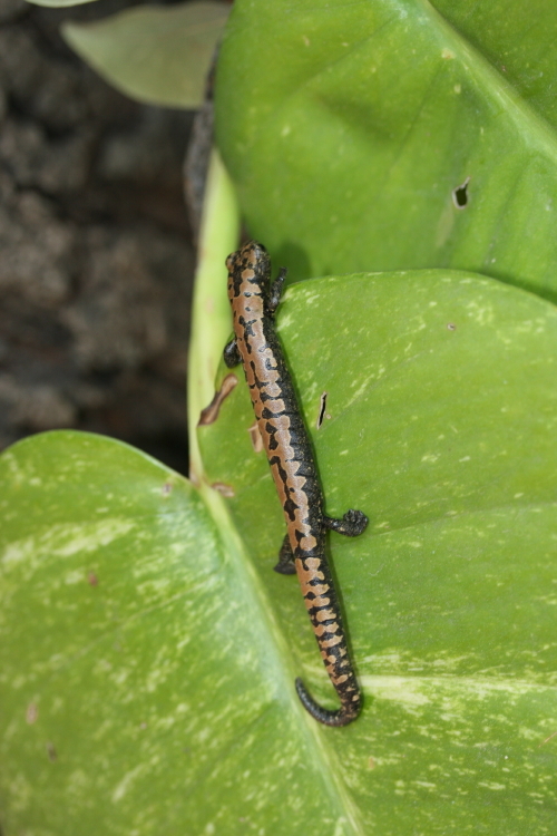 Image of Bolitoglossa alberchi García-París, Parra-Olea, Brame & Wake 2002