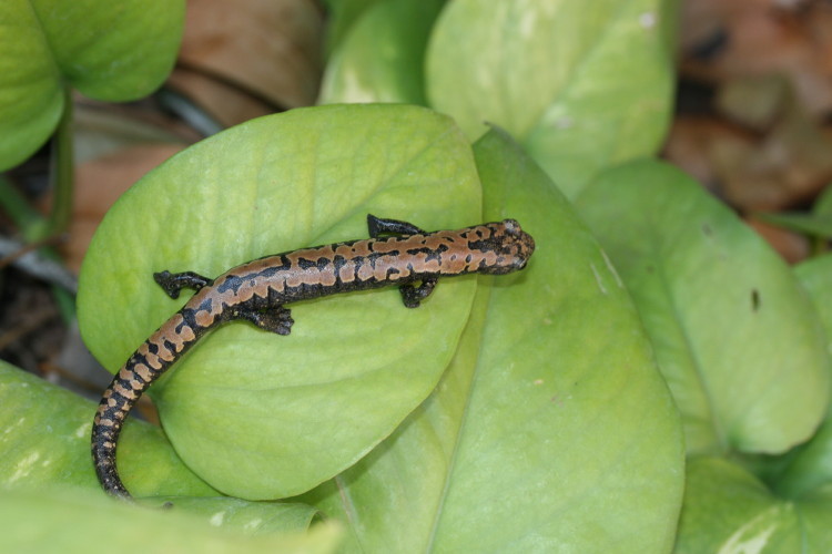 Image of Bolitoglossa alberchi García-París, Parra-Olea, Brame & Wake 2002