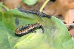 Image of Bolitoglossa alberchi García-París, Parra-Olea, Brame & Wake 2002