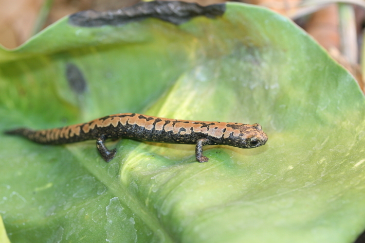 Image of Bolitoglossa alberchi García-París, Parra-Olea, Brame & Wake 2002