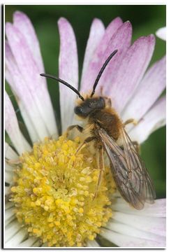 Andrena haemorrhoa (Fabricius 1781) resmi