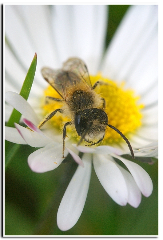 Image de Andrena haemorrhoa (Fabricius 1781)