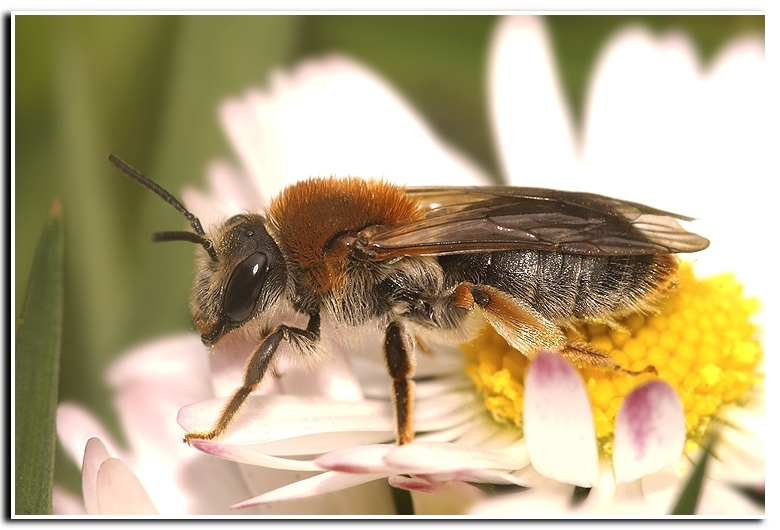 Image de Andrena haemorrhoa (Fabricius 1781)