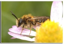 Image de Andrena haemorrhoa (Fabricius 1781)