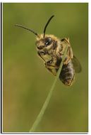 Image de Andrena haemorrhoa (Fabricius 1781)