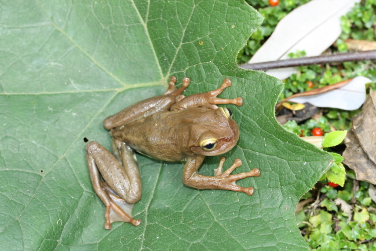 Image of Plectrohyla hartwegi Duellman 1968