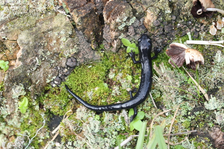 Image of Bolitoglossa meliana Wake & Lynch 1982