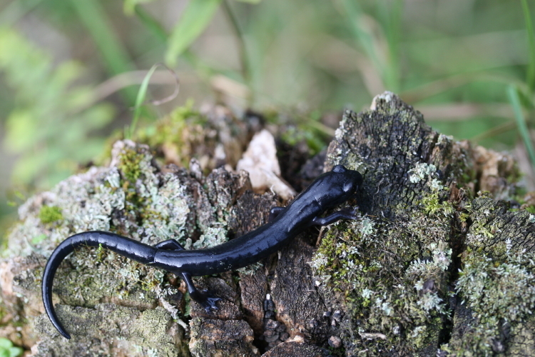 Image of Bolitoglossa meliana Wake & Lynch 1982