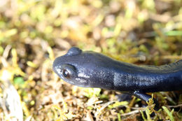 Image of Bolitoglossa meliana Wake & Lynch 1982