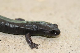 Image of Bolitoglossa meliana Wake & Lynch 1982