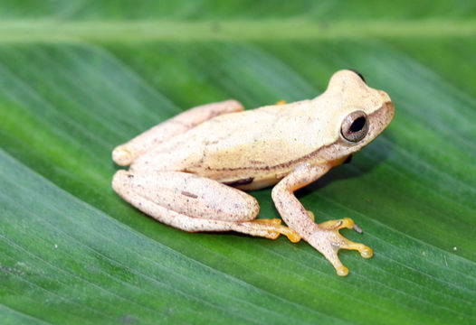 Image of Small-headed Treefrog