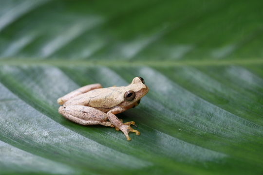 Image of Small-headed Treefrog