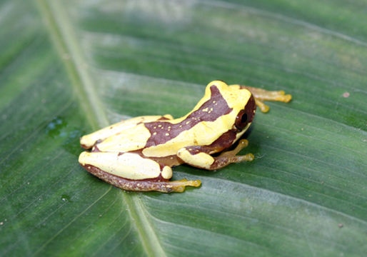Image of Hourglass Treefrog