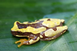 Image of Hourglass Treefrog