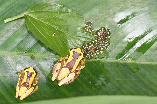 Imagem de Dendropsophus ebraccatus (Cope 1874)