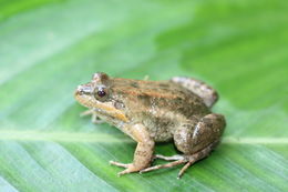 Image of Black Jungle-Frog