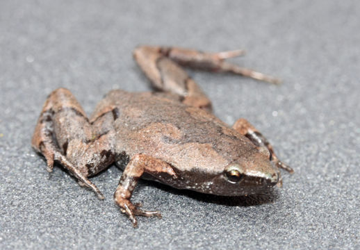 Image of Elegant Narrow-mouthed Toad