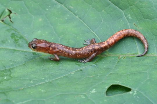 Image of Pseudoeurycea aurantia Canseco-Márquez & Parra-Olea 2003