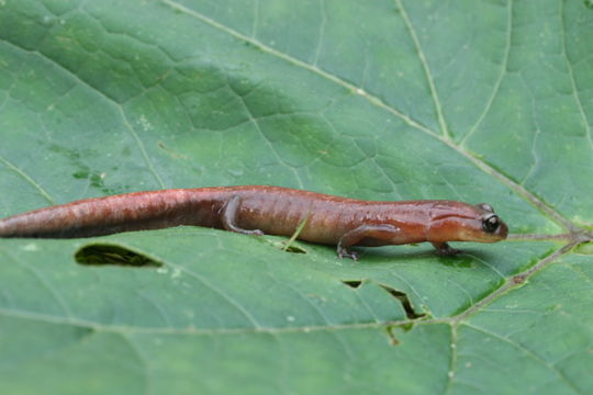 Image of Pseudoeurycea aurantia Canseco-Márquez & Parra-Olea 2003