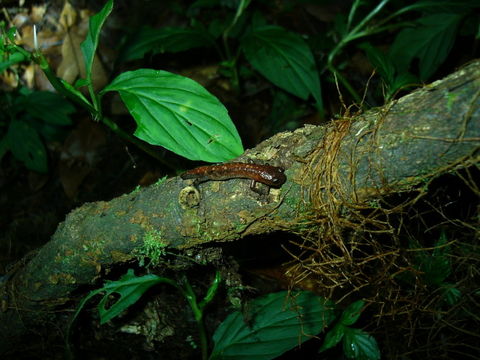 Image of Pseudoeurycea aurantia Canseco-Márquez & Parra-Olea 2003