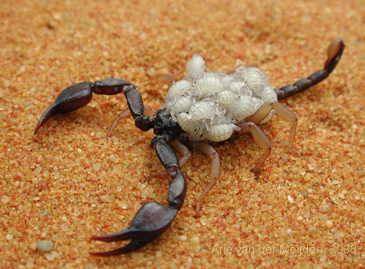 Image of Euscorpius flavicaudis (De Geer 1778)