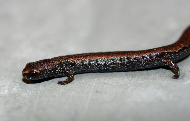 Image of Pápalo Minute Salamander