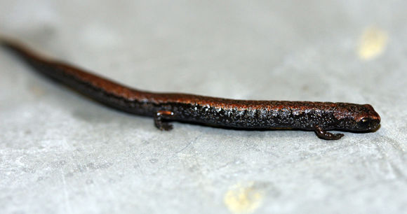 Image of Pápalo Minute Salamander