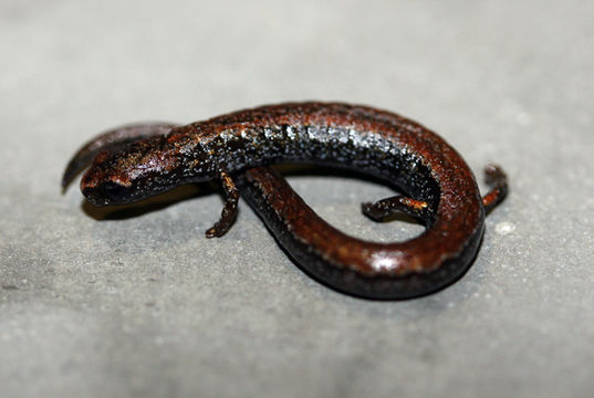 Image of Pápalo Minute Salamander