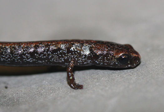 Image of Pápalo Minute Salamander