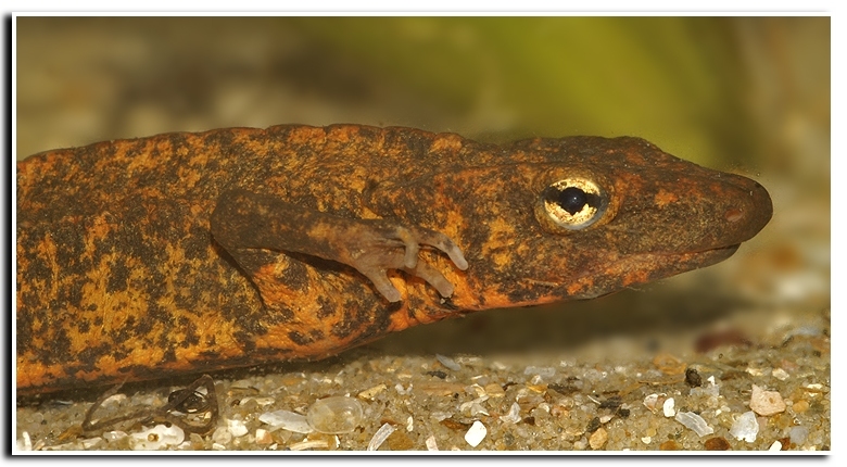 Paramesotriton longliensis Li, Tian, Gu & Xiong 2008的圖片