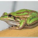 Image of <i>Litoria aurea</i>