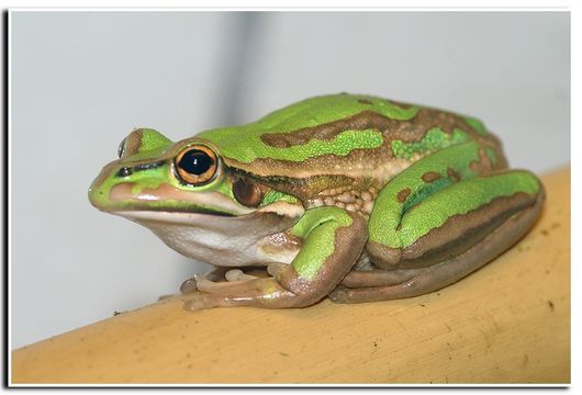 Sivun <i>Litoria aurea</i> kuva