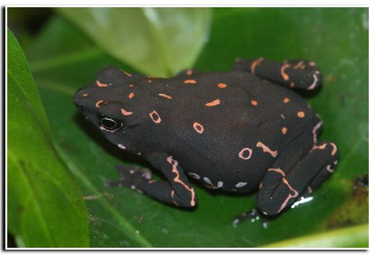 صورة Atelopus barbotini Lescure 1981