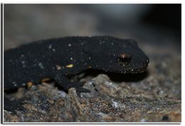 Image of Chinese Warty Newt