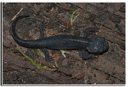 Image of Pusakang crocodile newt