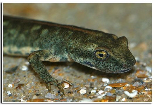 Image of Sardinian Brook Salamander