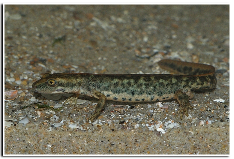 Image of Sardinian Brook Salamander